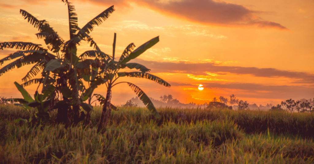 Golden Hour in Bali